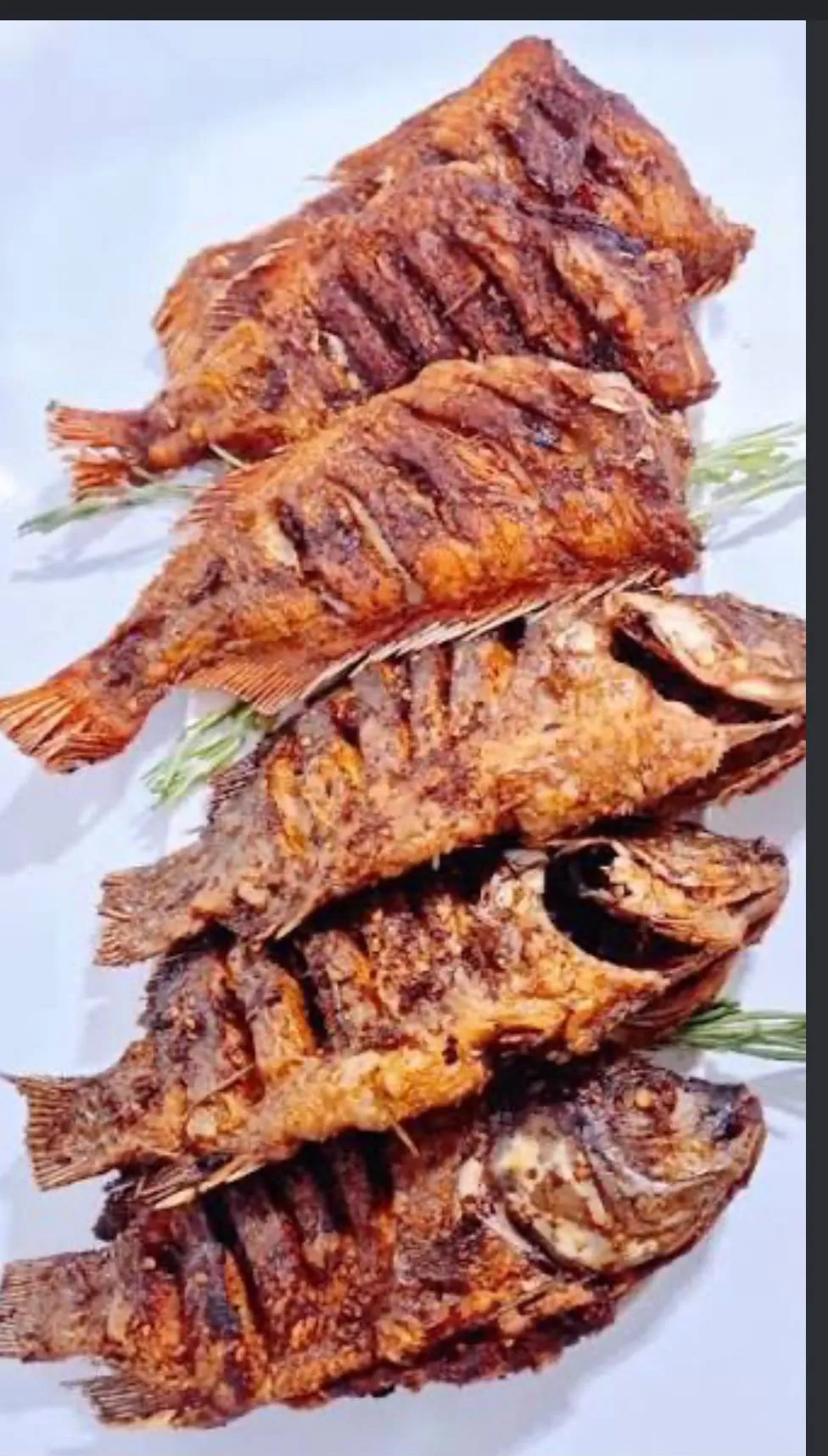 fishes